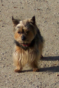 A small dog in the garden near the Place de la Concorde.